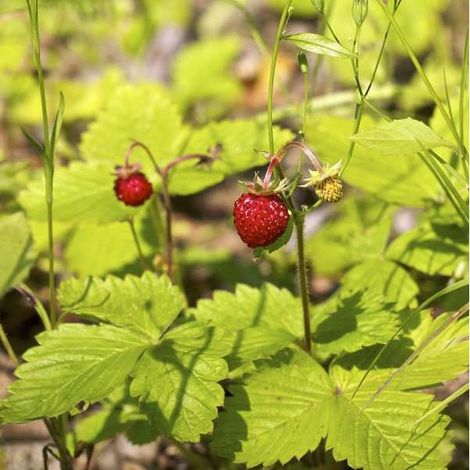 4 x Fraisier des bois - Fragaria vesca - godet 9x9 cm (1/4)