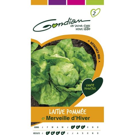 Gondian - Laitue Pommée Merveille D'hiver (1/3)