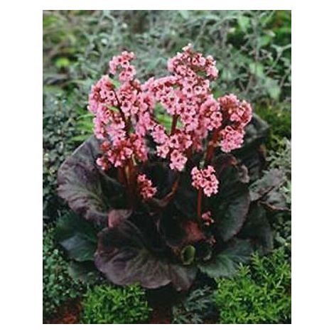 Bergénia 'Eden's Dark Margin' Godet de 8/9 cm