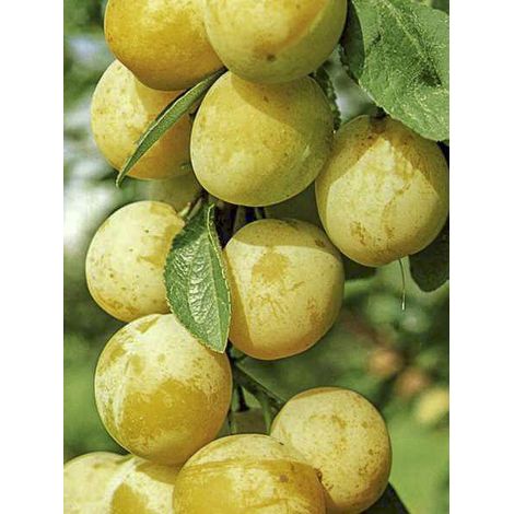 Prunier 'Reinegold' Motte "Prêt-à-planter", 1/4 de tige (1/3)