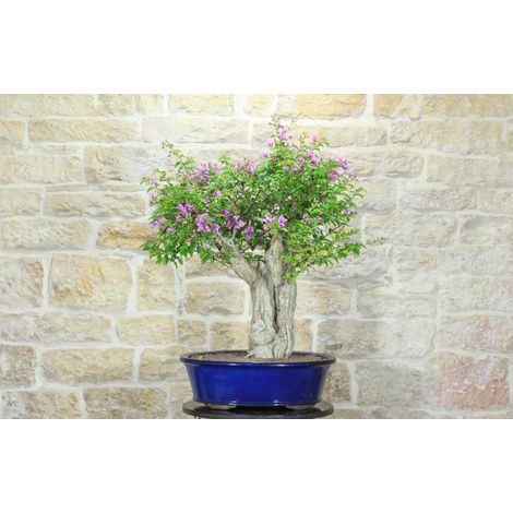 Bonsai di Bougainvillea Sanderiana (131)