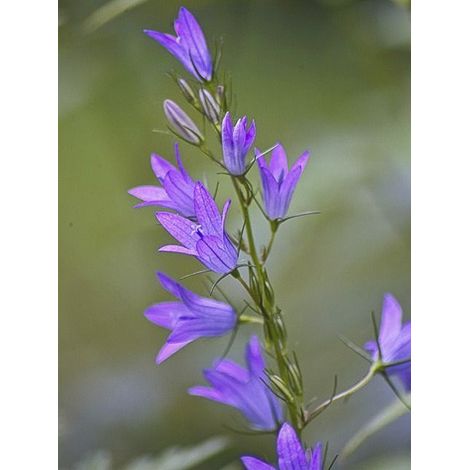 Raiponce, Rave sauvage, Bâton de Jacob Godet de 7/8 cm (1/4)