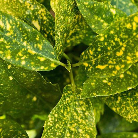 Aucuba du Japon - Aucuba japonica 'Crotonifolia' - 30-40 cm pot