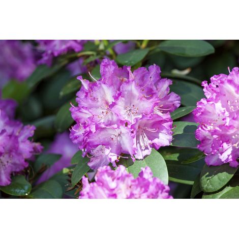 Rhododendron 'Quinte' Rhododendron Hybr.'Quinte' C5 30- 40 (1/2)