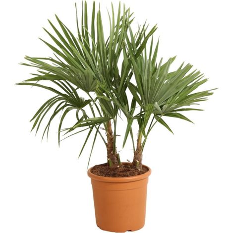Palmier chanvre Trachycarpus fortunei 2 troncs 120/130cm Pot 28cm