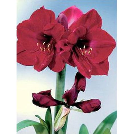 Amaryllis belladonne 'Benfica' Bulbe calibre 24/26 (1/2)