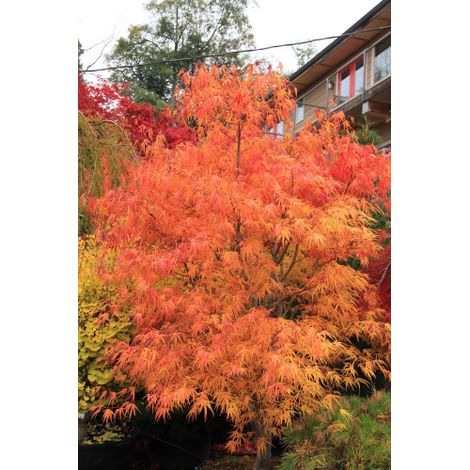Acero rosso giapponese "Acer palmatum Linearilobum Enkan" pianta in vaso ø40 cm h. 80/100 cm (1/5)