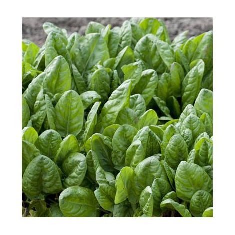 OSEILLE - LOT DE 2 PLANTES