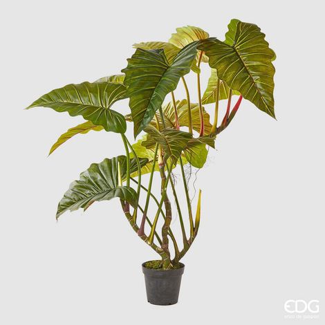 EDG Enzo De Gasperi Alocasia Pianta con Vaso Artificiale H 177 Cm Green (1/3)