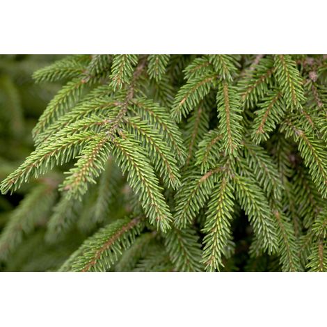 Orientalische Goldfichte Picea orientalis 'Aurea' C 5 40- 50 (1/5)