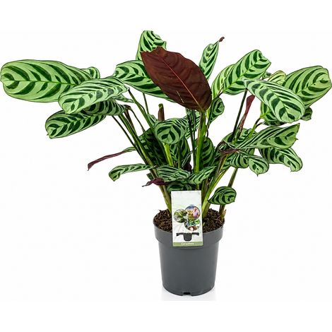Gardenaria Ctenanthe burle-marxii - Pianta da interno ornamentale - Altezza: 45 cm (vaso 14) (1/4)
