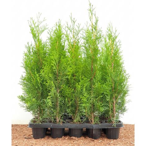 Thuja occidentalis 'Smaragd' 9x9 cm Topf 10- 20 cm
