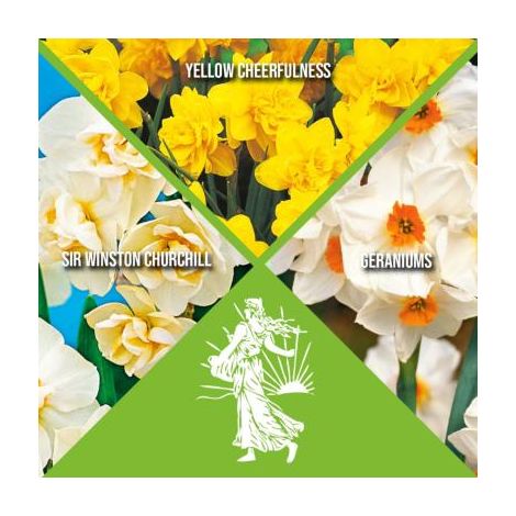 OFFRE 15 NARCISSES ORIGINAUX