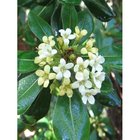 Pittosporum tobira Pot de 7,5L/10L