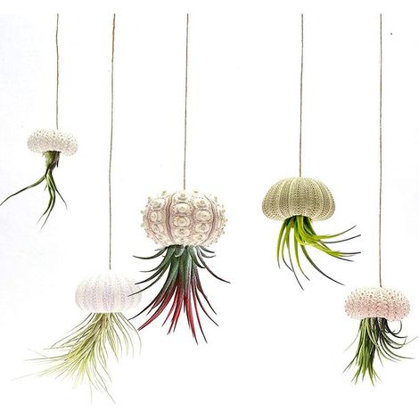 SUNGOOYUE Lot de 5 cache pots suspendus en coquillage d'oursin pour la maison, le bureau, un (1/4)