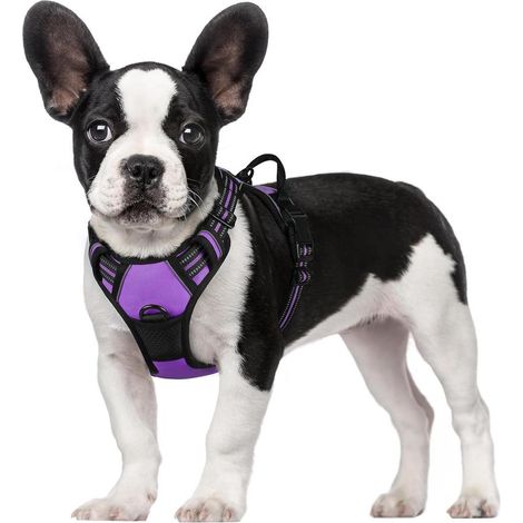 Harnais chien anti-traction Rabbitgoo S violet réglable réfléchissant attache avant (1/5)