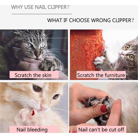Coupe-ongles professionnel pour chiens et chats, avec verrouillage, taille S (1/5)