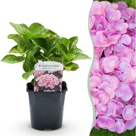 Hortensia Hydrangea macrophylla Rose - Plante à Fleurs Roses - Pot Ø 17 cm - Hauteur 30 cm - PANGIVO (1/5)
