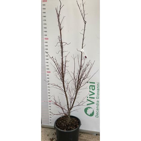 PIANTA DI ACER PALMATUM "ACERO ROSSO" VASO 35 CM ALTEZZA 170/180 CM (FOTO REALI)