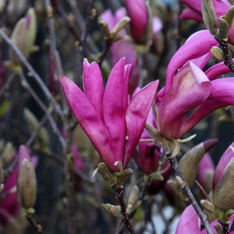 Magnolia 'Susan' - 60-80 cm pot