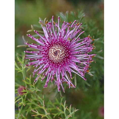 Isopogon formosus Pot de 3L/4L (1/5)