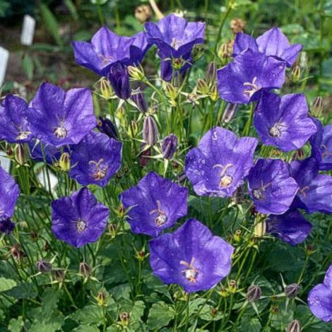 4 x Campanule 'Kent Bell' - Campanula 'Kent Belle' - godet 9x9 (1/4)