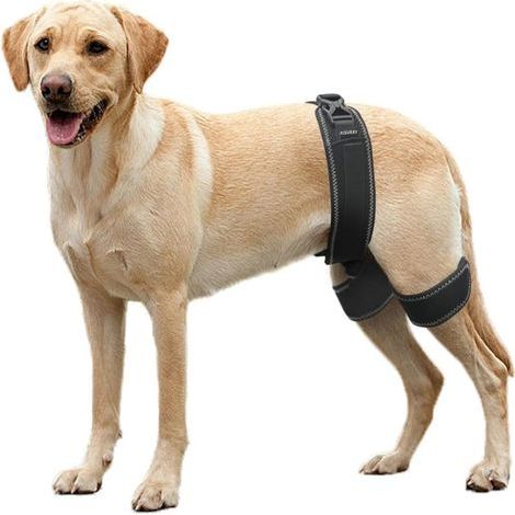 Hüftorthese für Hunde, unterstützt bei Hüftdysplasie und Patellaluxation (Extra große Größe) (1/5)