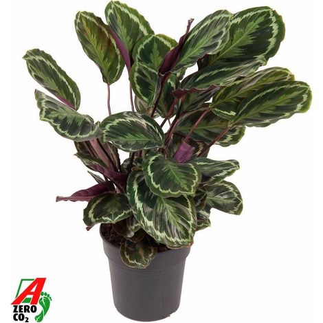 Calathea Medallion - Plante d'Intérieur Décorative - Grandes Feuilles Vertes - 80 cm - Ø 24 cm - PANGIVO (1/2)