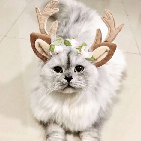 Écharpe De Noël Pour Chien - Écharpe Festive En Polyester - Accessoire Costume Animal De Compagnie - Pour Chiens Et Chats - 1 Pièce (1/5)