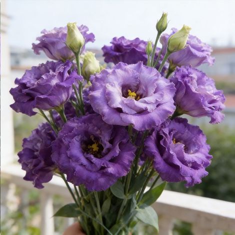 Graines de Lisianthus Bleu Ondulé – 1000 pcs, Eustoma Original à Fleurs Doubles pour Jardin et Terrasse (1/5)