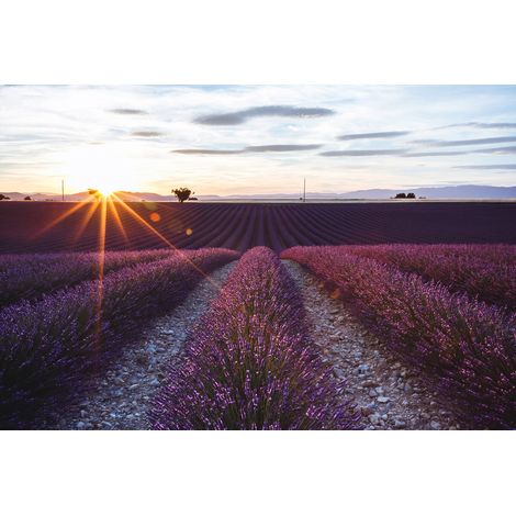Tableau sur toile champs de Valensole soir 30x45 cm - Impression sur Toile Murale Décorative - Image imprimée en HD sur Toile - Toile sur Châssis en Bois FSC - Fabriqué en France (1/4)