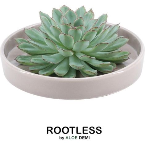 Echeveria Pulidonis Plante Grasse Sans Racines en Coupe Céramique Taupe Ø20 cm - PANGIVO (1/5)