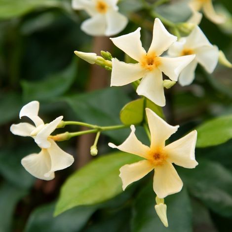 Gardenaria Falso Gelsomino - Trachelospermum jasminoides 'Christabel Bielenberg' - Pianta rampicante ornamentale da esterno - Altezza: 100/125 cm (vaso19)