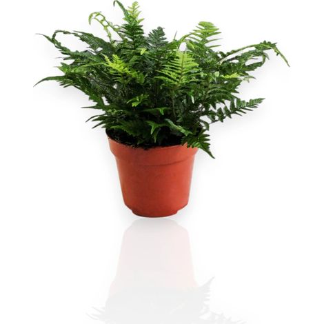 Gardenaria Athyrium spicatum - Pianta da interno ornamentale - Altezza: 25cm (vaso 25) (1/5)