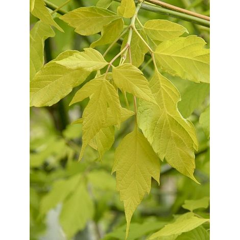 Érable à feuille de frène dorée Pot de 3L/4L (1/4)