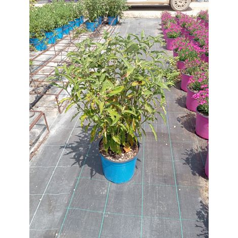 Barbe Bleue Caryopteris Clandonensis Pot 18 cm Arbuste Aromatique à Fleurs (1/3)