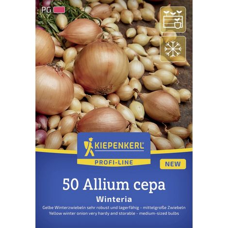 Kiepenkerl Pflanzgut Gelbe Wintersteckzwiebel Winteria 50 Stück (1/2)