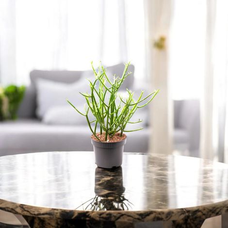 Gardenaria Euphorbia tirucalli - Pianta da interno ornamentale - Altezza: 50 cm (vaso 17)
