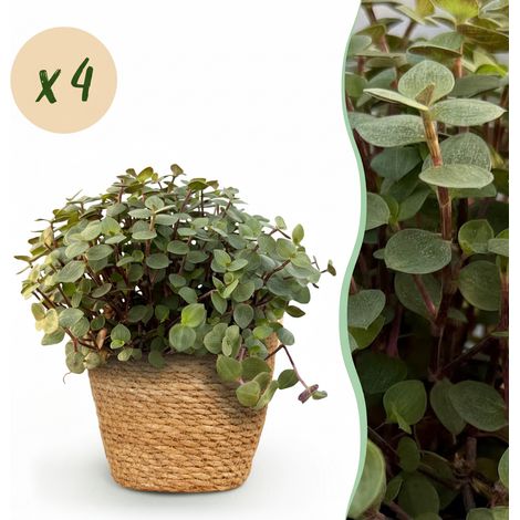 Lot de 4 Plantes d'Intérieur Calissia repens Herbe à Chat avec Panier Pot 12 cm Hauteur 17-20 cm - PANGIVO (1/5)