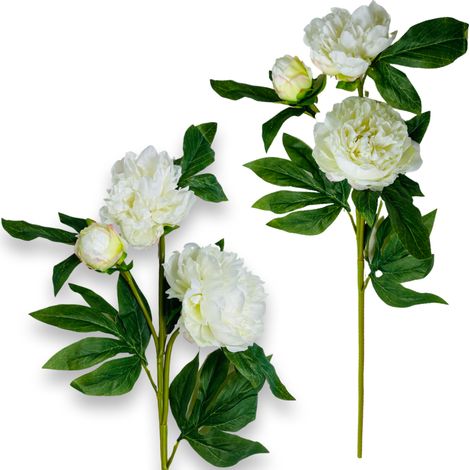 Gummizweig - Weiße Pfingstrose 80 cm (1/5)