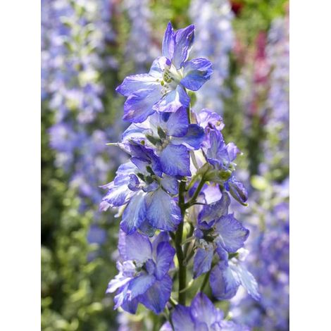Pied d'Alouette annuel 'Fancy Purple Picotee' le sachet de 150 graines (0,5g) (1/2)