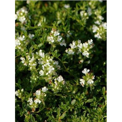 Thym précoce 'Albiflorus' Godet de 8/9 cm (1/2)