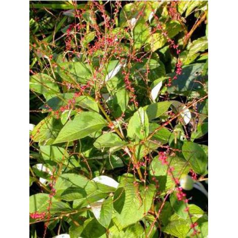 Persicaire, Renouée 'Filiformis' Godet de 8/9 cm (1/3)