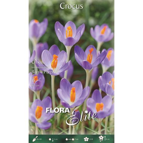 BULBI AUTUNNALI CROCUS TOMMASINIANUS BARR'S PURPLE (CONFEZIONE 15 BULBI) BULBI BULBS BULBES