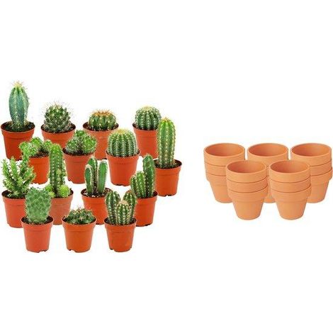 Lot de 15 Mini Cactus Variés en Pots de Terre Cuite Ø 5,5 cm Hauteur 5-10 cm - PANGIVO (1/4)