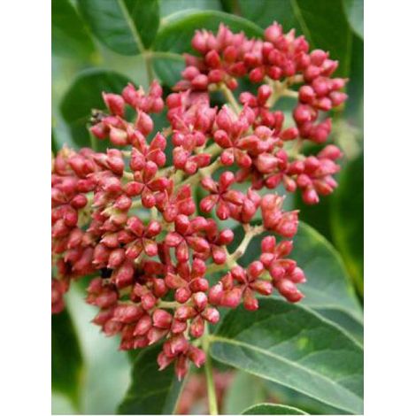 Arbre aux abeilles, Arbre à miel, Arbre aux cent mille fleurs Pot de 12L/15L, Baliveau (1/4)
