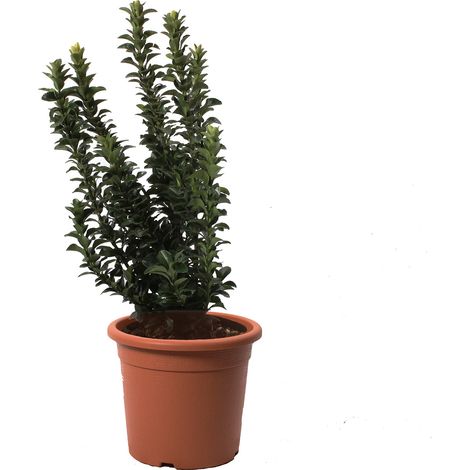 Euonymus Japonicus Benkomasaki - Evonimo Giapponese - Piante da Esterno da Siepe - H 40-50 cm Vaso Ø 18 cm (1/3)
