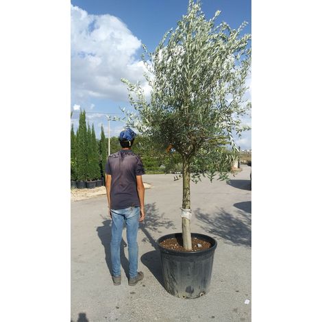 PIANTA DI ULIVO IN VASO CM 60 (foto reale) altezza 160/180 cm