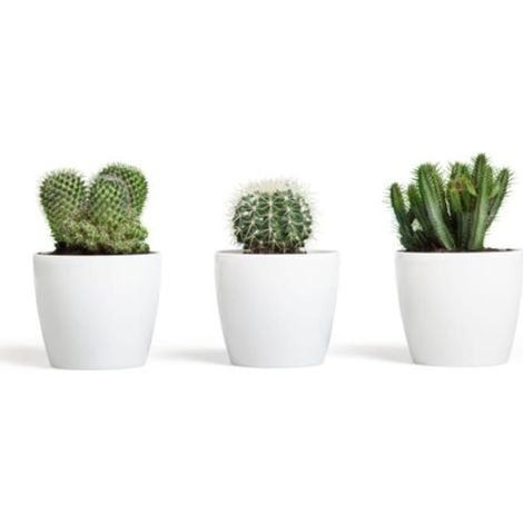 Pot de fleurs en plastique blanc 12 x 10,4 cm, motif magnolia classique (1/2)