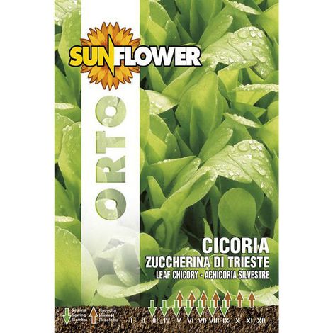 Semillas de achicoria Zuccherina de Trieste Girasol